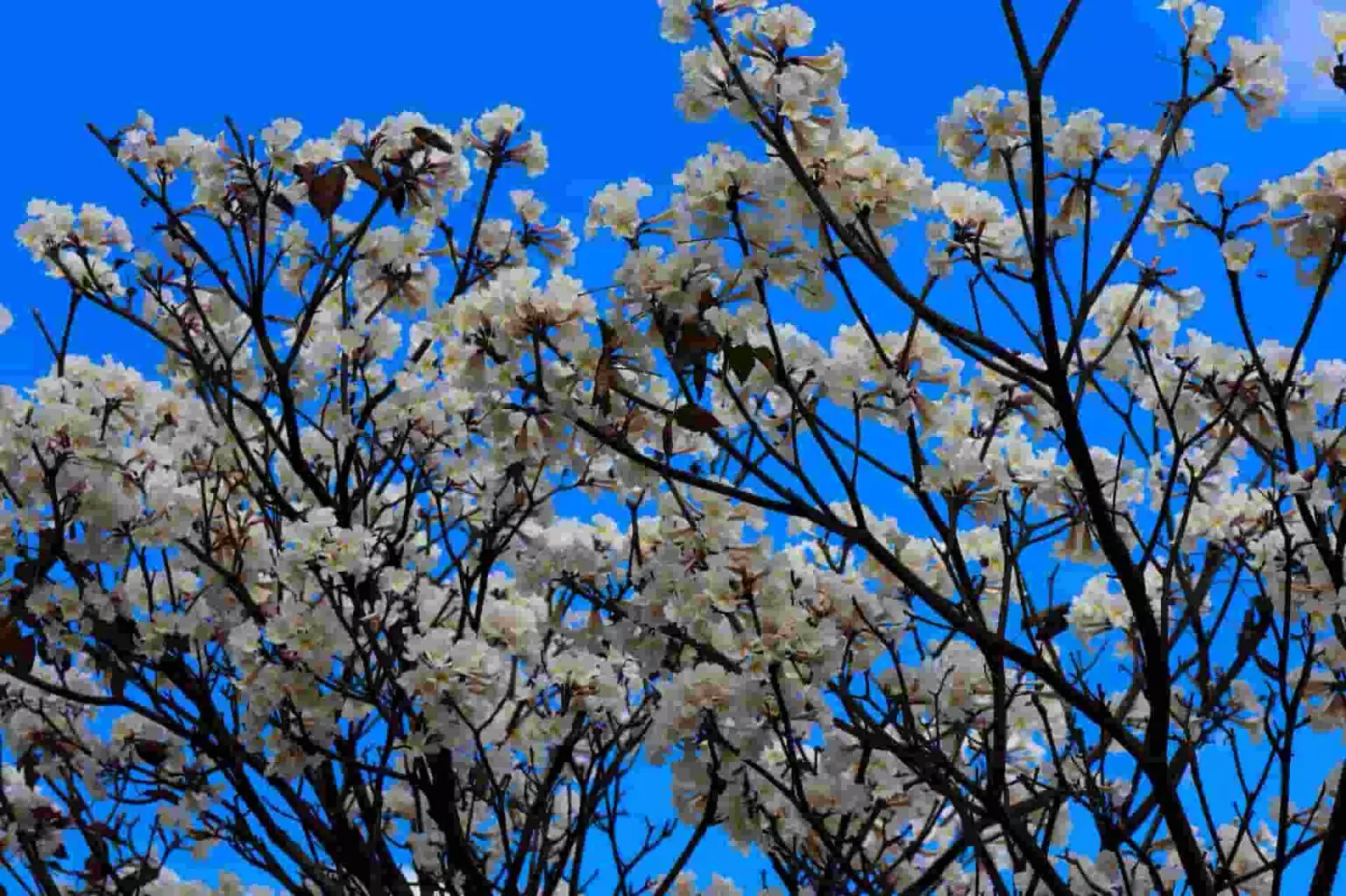 Primavera chegando: estação traz temperaturas altas a Mato Grosso do Sul